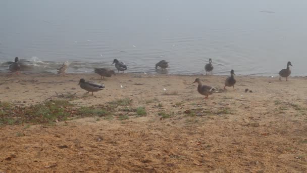 Kachny v mlhavé ráno nedaleko jezera — Stock video