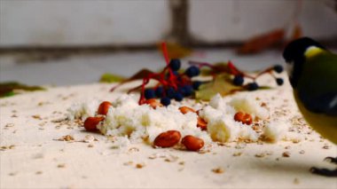 baştankara kuş