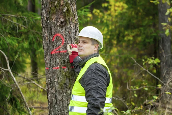 Oduncu yazmak ormandaki ağaç üzerinde