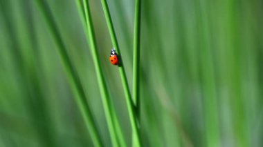 Ladybird çim Bölüm 3