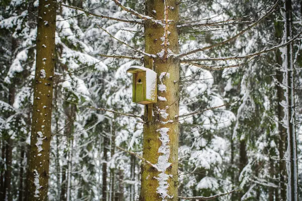 Casa de pássaros no inverno na floresta no pinheiro — Fotografia de Stock