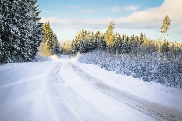 Väg med snö genom skogen — Stockfoto