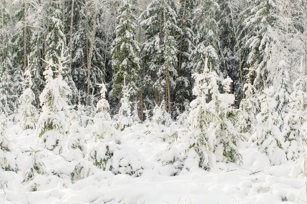 Snötäckta träd i skogen — Stockfoto