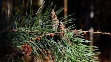 koni çam dalı taşra Bölüm 2