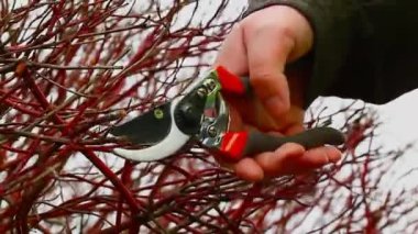 Silinen adam çalılıkların içinde park Bölüm 1