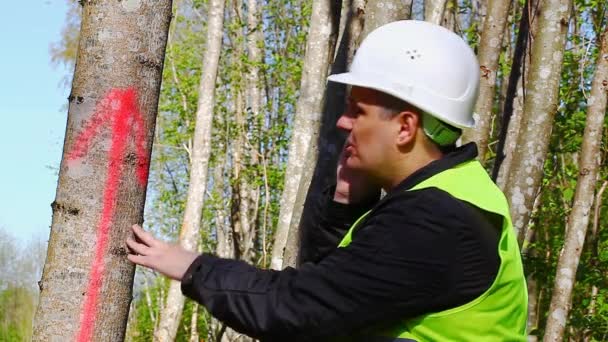 Holzfäller in der Nähe eines markierten Baumes im Wald — Stockvideo