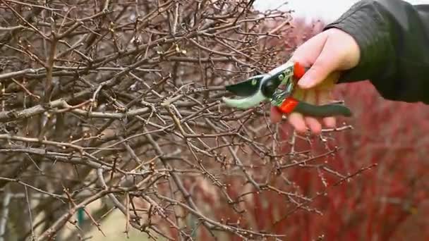 Člověk prořezávají křoví v parku Epizoda 3 — Stock video