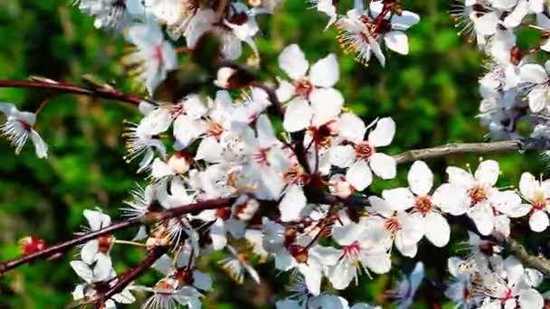 Flores de árboles frutales — Vídeos de Stock