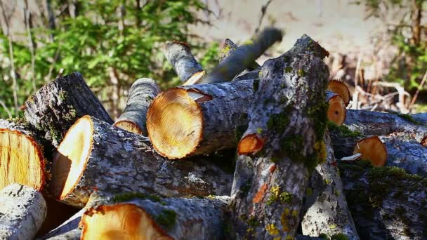 Madera en el bosque episodio 6 — Vídeo de stock