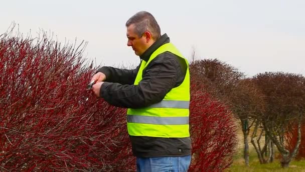 Człowiek przycinać krzewy w parku odcinek 4 — Wideo stockowe