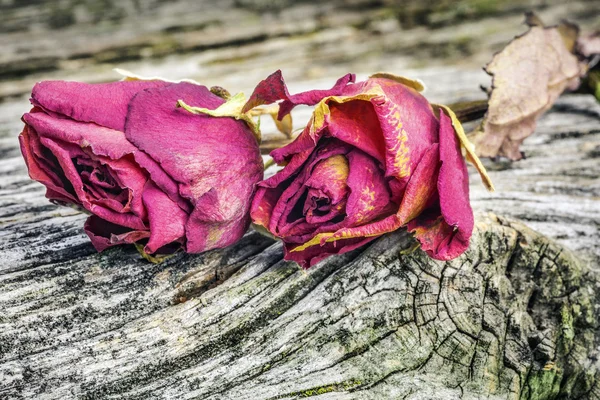 Růže na staré desce — Stock fotografie