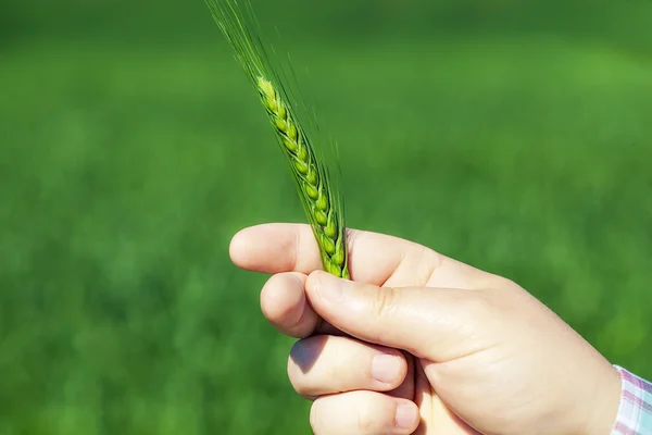 Hand with green cereal ears on cereals field — Stock Photo, Image