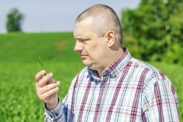 Farmer with green ears near cereals field — Stock Photo, Image