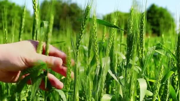 Agricultor perto do campo — Vídeo de Stock