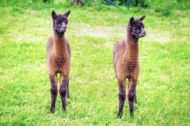 Çayırda otlatma llama bebekler