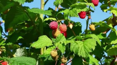 Çocuk ahududu çeker