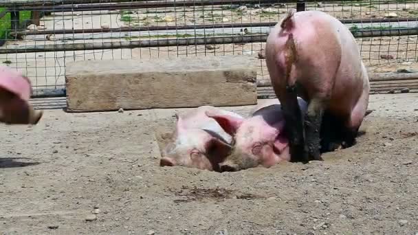 Pigs sleeping in mud — Stock Video © ilze79 #50940647