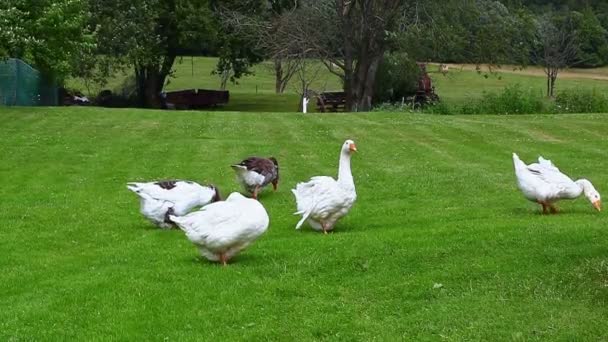 Gooses grazing — Stock Video