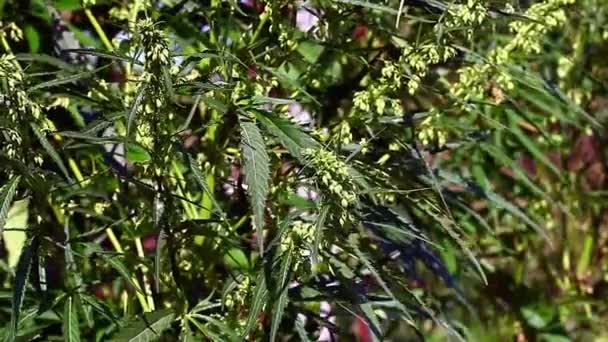 Planta de cannabis — Vídeo de stock