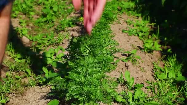 Weeding the garden — Stock Video