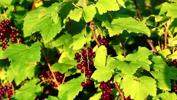 Ribes rosso — Video Stock