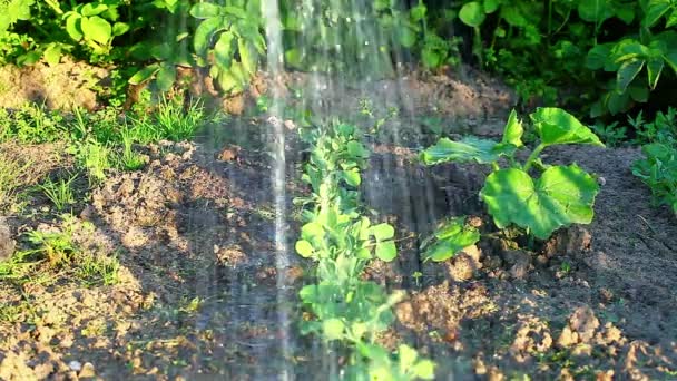 Watering the garden — Stock Video