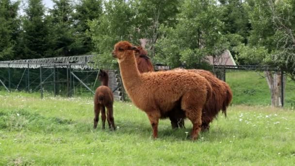 Llamas pastando no prado — Vídeo de Stock