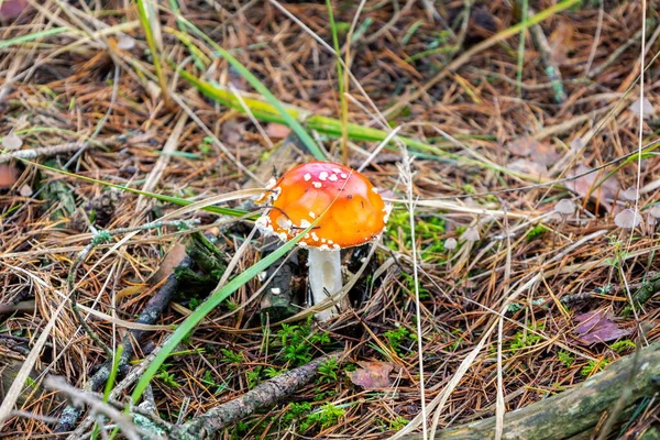 Giftig Fluga Agarisk Död Mössa Röd Svamp — Stockfoto