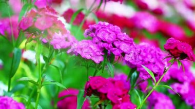 Güneş ışını ile pelargoniums