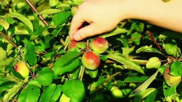 Mano cerca de manzana — Vídeo de stock