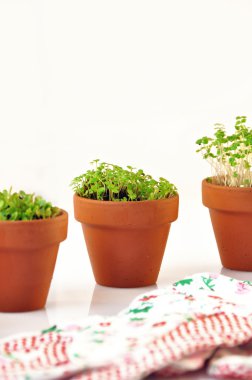 Fidan içeren küçük vazolar