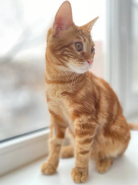 Eine Rothaarige Katze Sitzt Fenster — Stockfoto