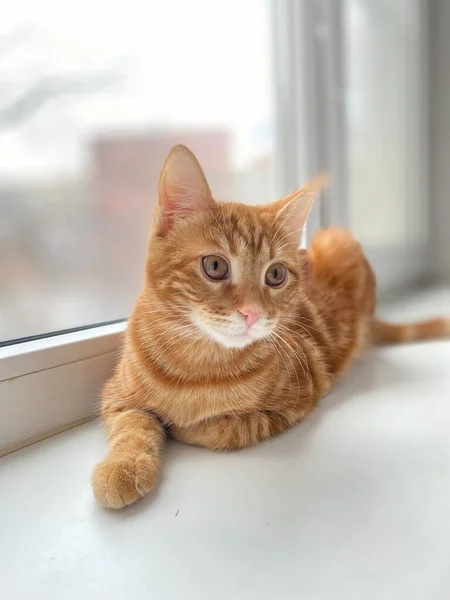 Eine Rothaarige Katze Spielt Fenster — Stockfoto