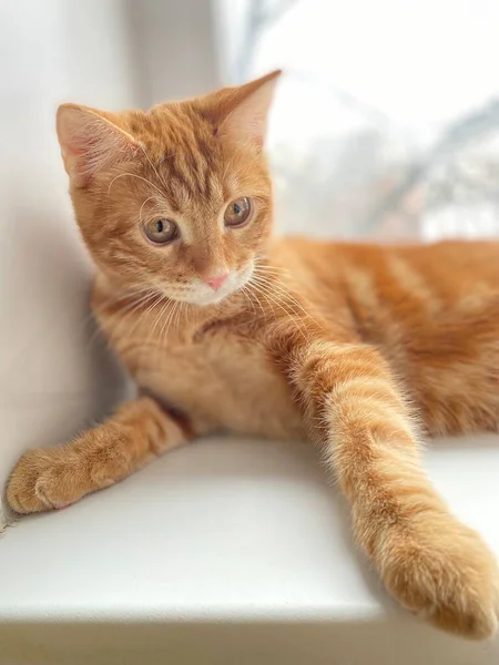 Червоноволоса Кішка Грає Вікні — стокове фото