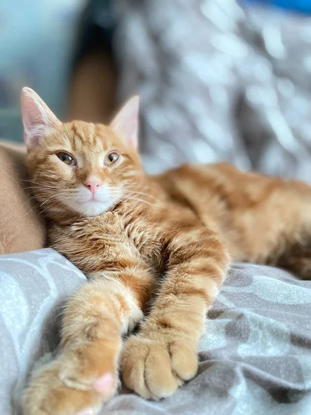 Red Haired Cat Plays Window — Stock Photo, Image