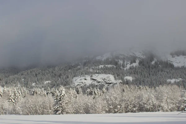 Norveç 'in Hemsedal kenti yakınlarında karla kaplı çam ağacı, vahşi İskandinav doğası, yatay duvar kağıdı, takvim, poster, kartpostal, kuzey güzelliği.
