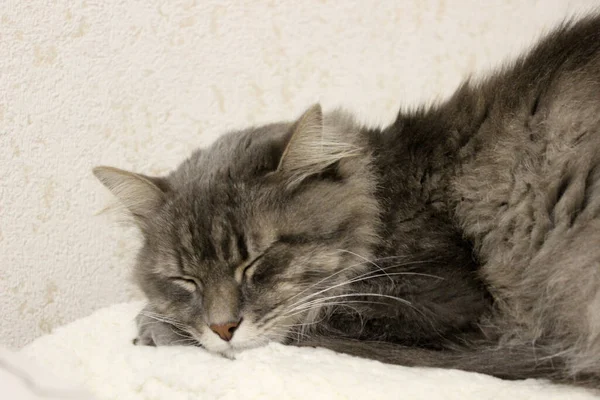 Dospělá domácí šedá kočka ležela na lavičce v ranních paprscích slunce.Mladá kočka spí v domácím interiéru, obraz pro veterinární kliniku, stránka o kočkách, web shop, reklama, prapor, brožurka. — Stock fotografie