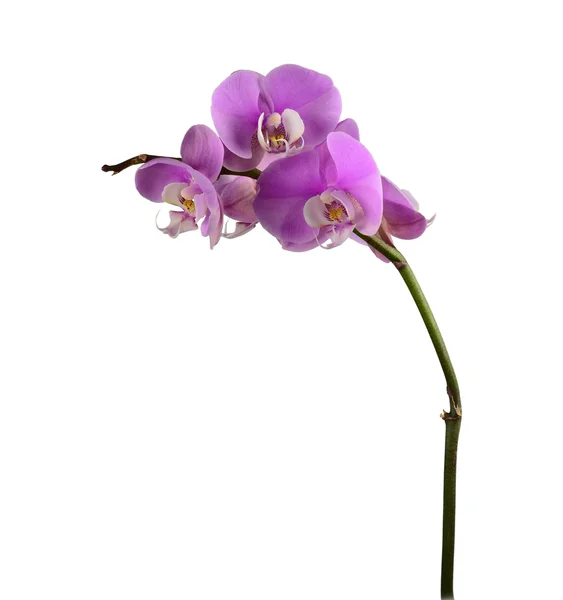 Květy orchidejí na větvi — Stock fotografie