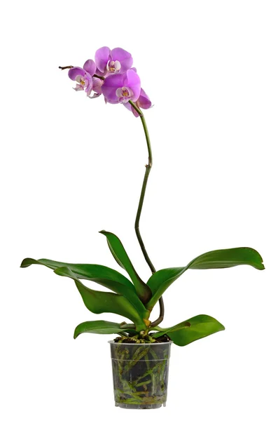 plastik bir kap içinde orkide