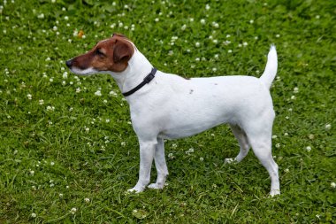 Pürüzsüz Tilki Teriyeri yavru köpeği yaz günü yeşil çimlerin üzerinde duruyor. Mutlu tilki teriyeri oynamaya hazır