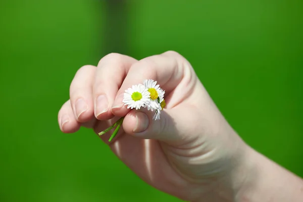 Female Hand Holds Small Chamomiles Sunny Summer Day Green Blurred — Stock Photo, Image