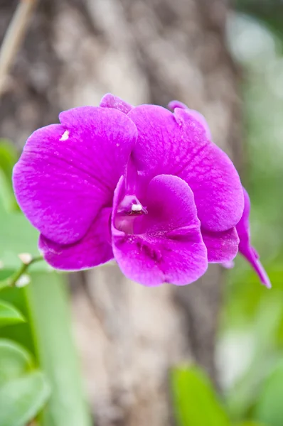 Violette Orchidee im Garten — Stockfoto