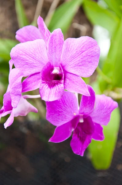 Orchidée violette dans le jardin — Photo