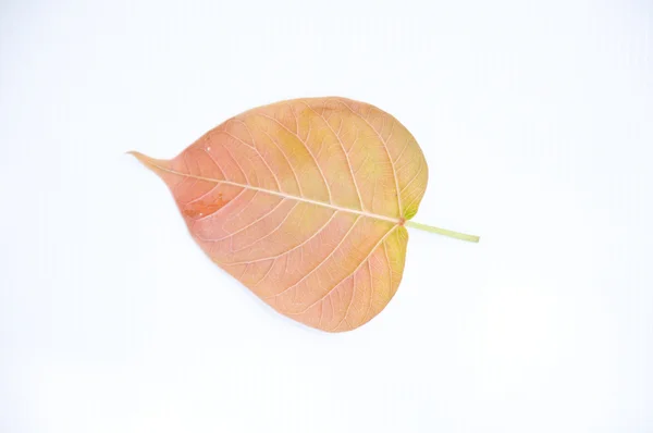 Bodh tree leaf — Stock Photo, Image