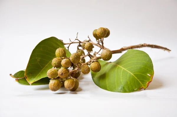 Samen der Königin Crape Blume — Stockfoto