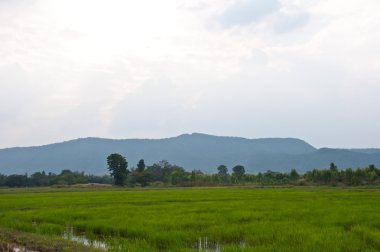 çiftçi ve pirinç alan