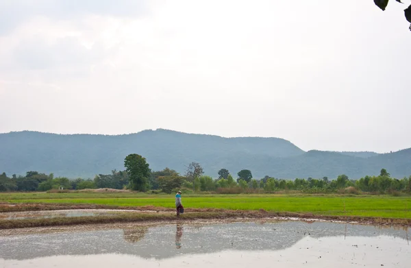 Farmer and rice field — Stock Photo, Image