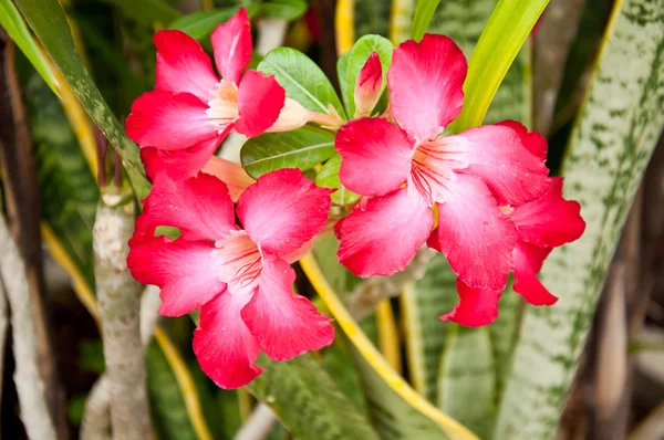 Desert rose bloem — Stockfoto