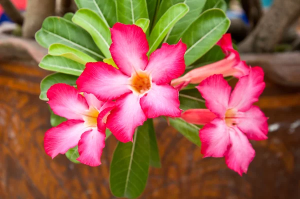 Desert rose flower — Stock Photo, Image