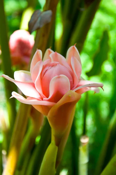Kwiat imbiru — Zdjęcie stockowe